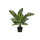 Deze Aglaonema kunstplant in pot komt uit de collectie van het Nederlandse merk WOOOD.